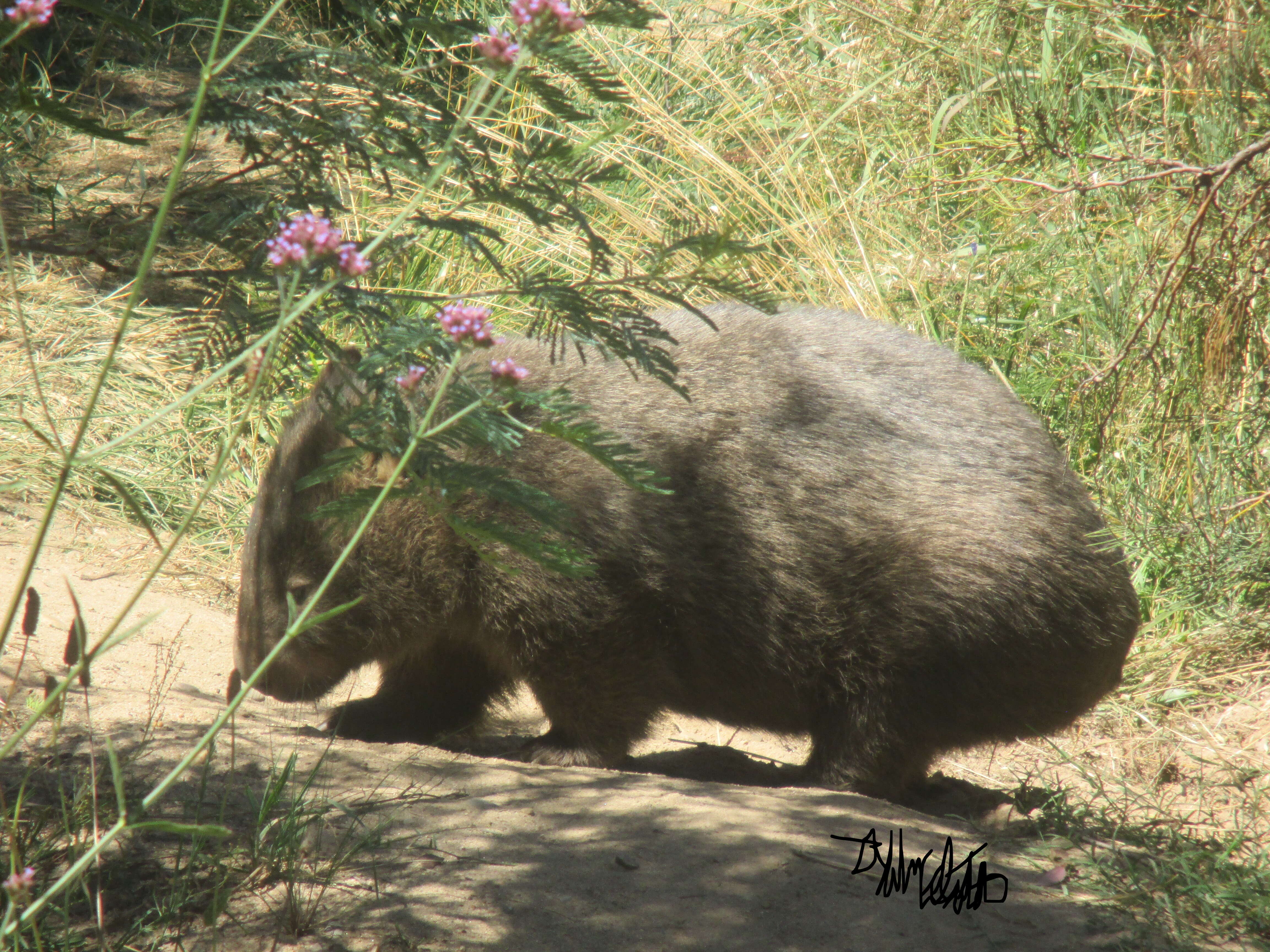 Image of Bare-nosed Wombats