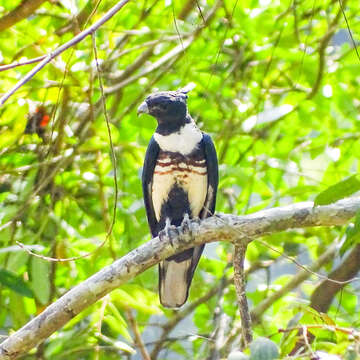 Image of Black Baza