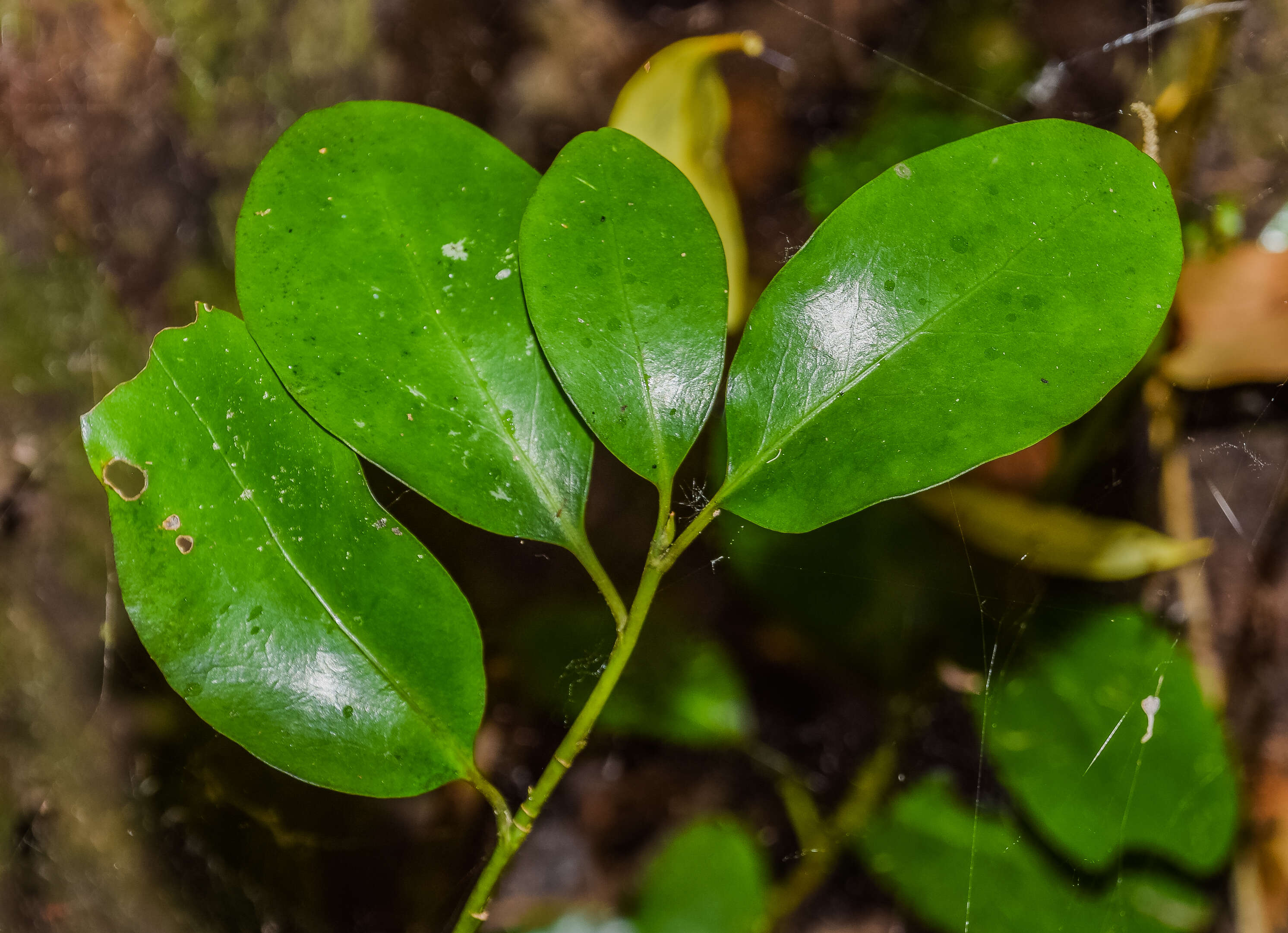 Image of Griselinia littoralis (Raoul) Raoul