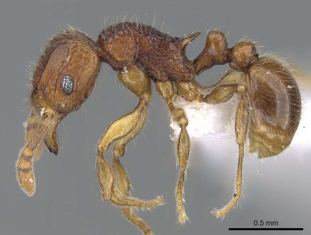 Image of Tetramorium