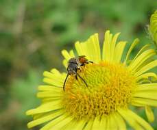 Plancia ëd Lasioglossum albipes (Fabricius 1781)