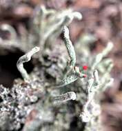 Image of Cladonia macilenta