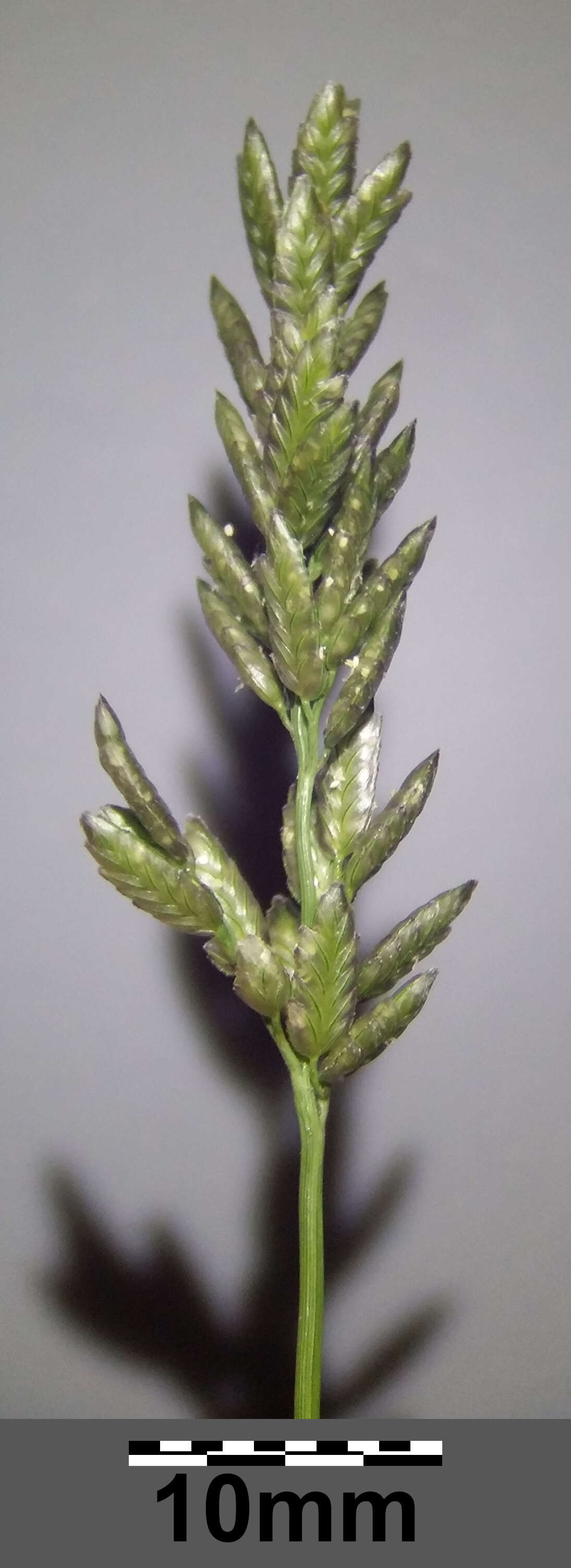 Imagem de Eragrostis cilianensis (All.) Janch.