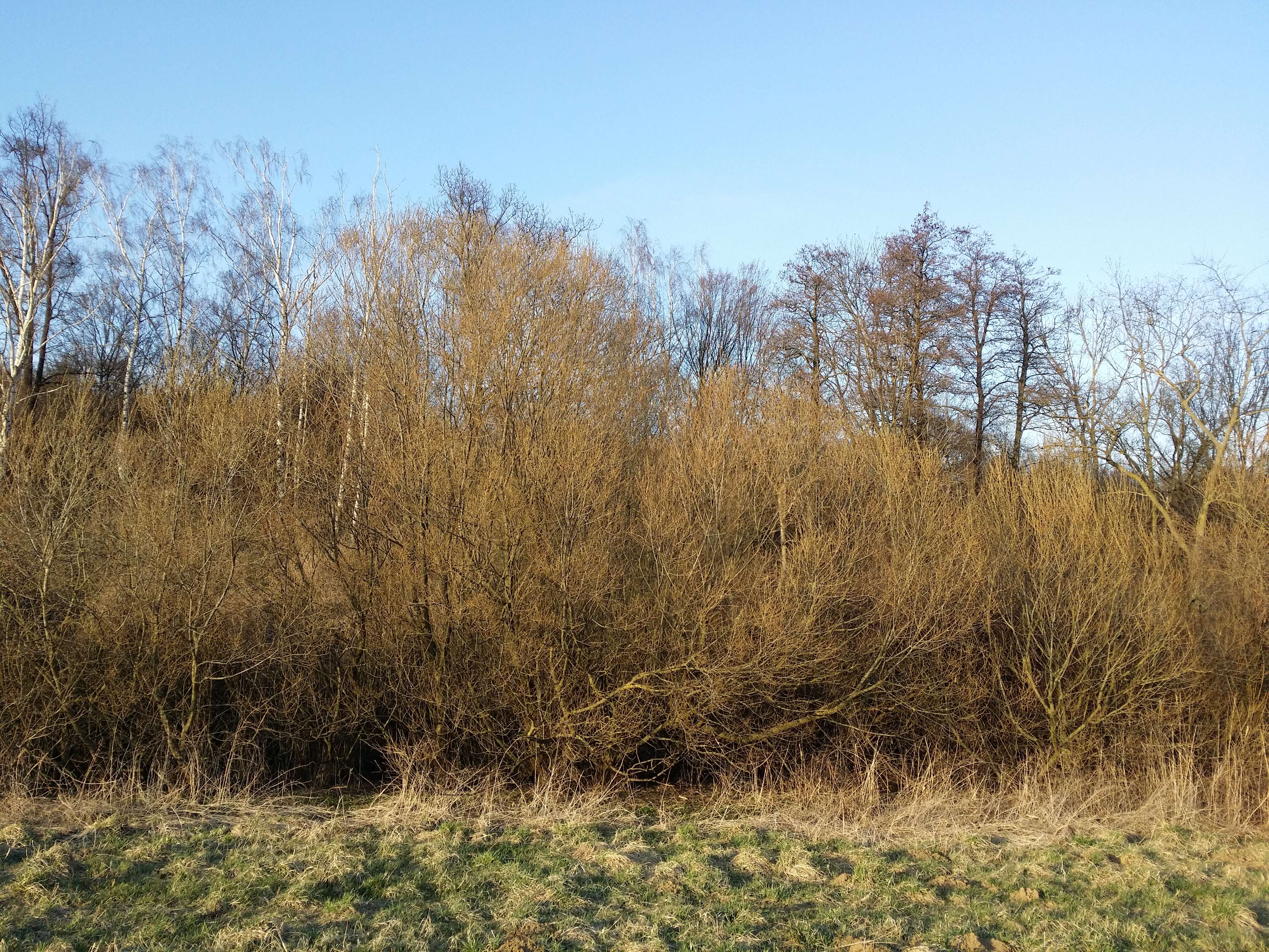 Image of purple willow