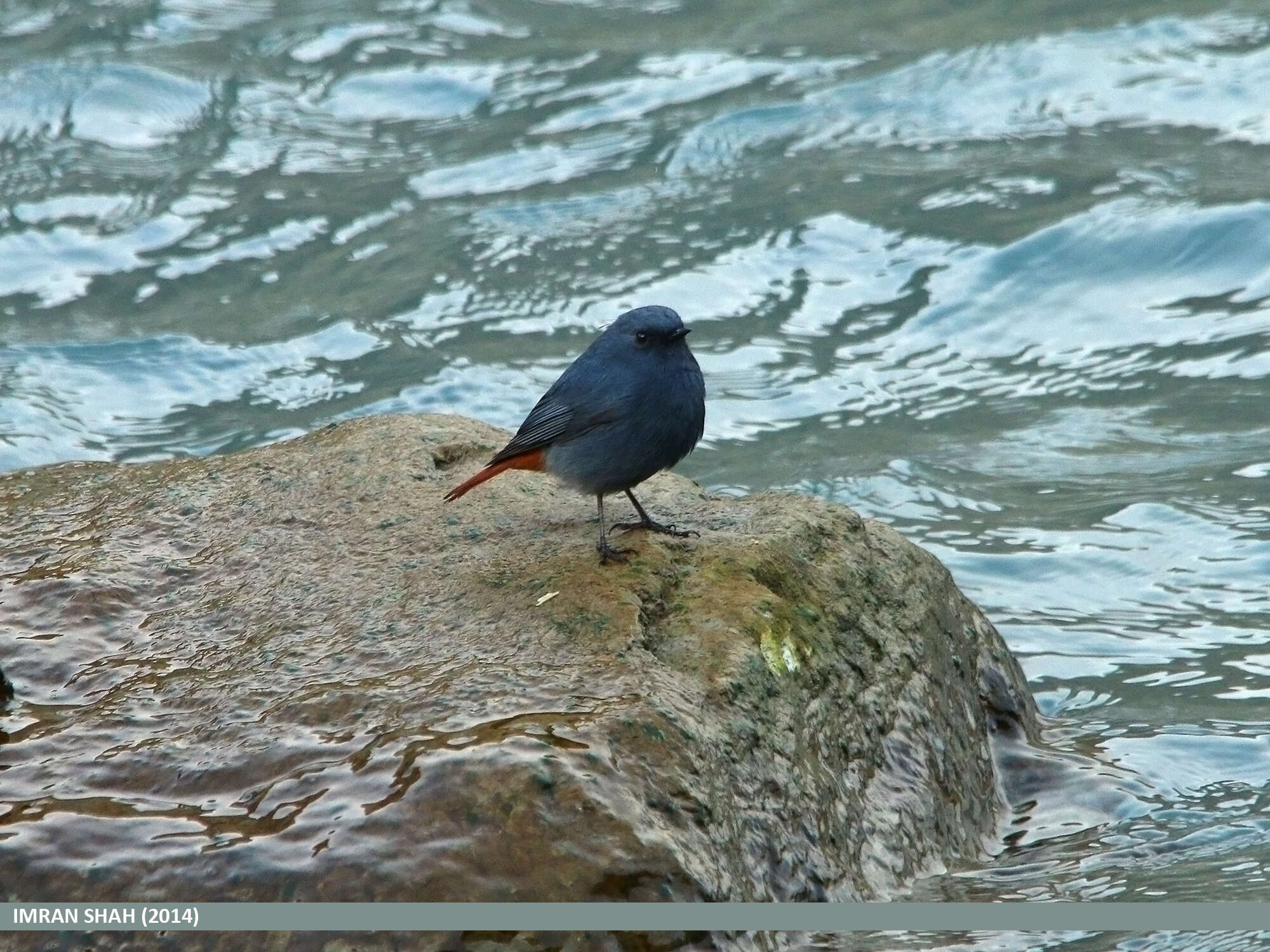 Image of Plumbeous Water Redstart