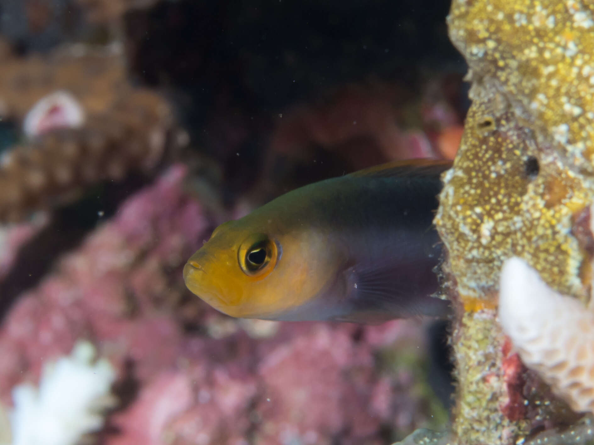 Image of Doublestriped dottyback