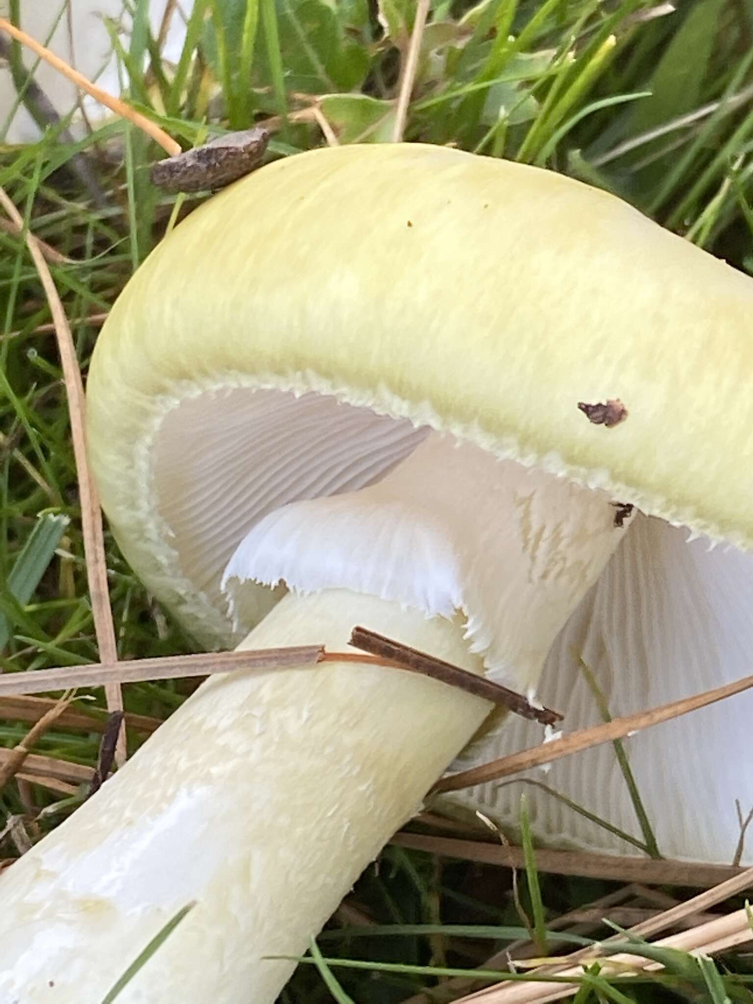 Image of Death cap