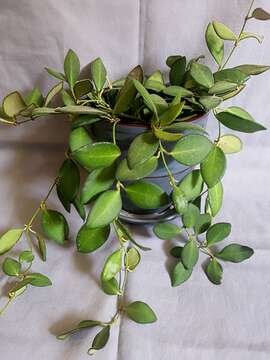 Image of Hoya bilobata Schltr.