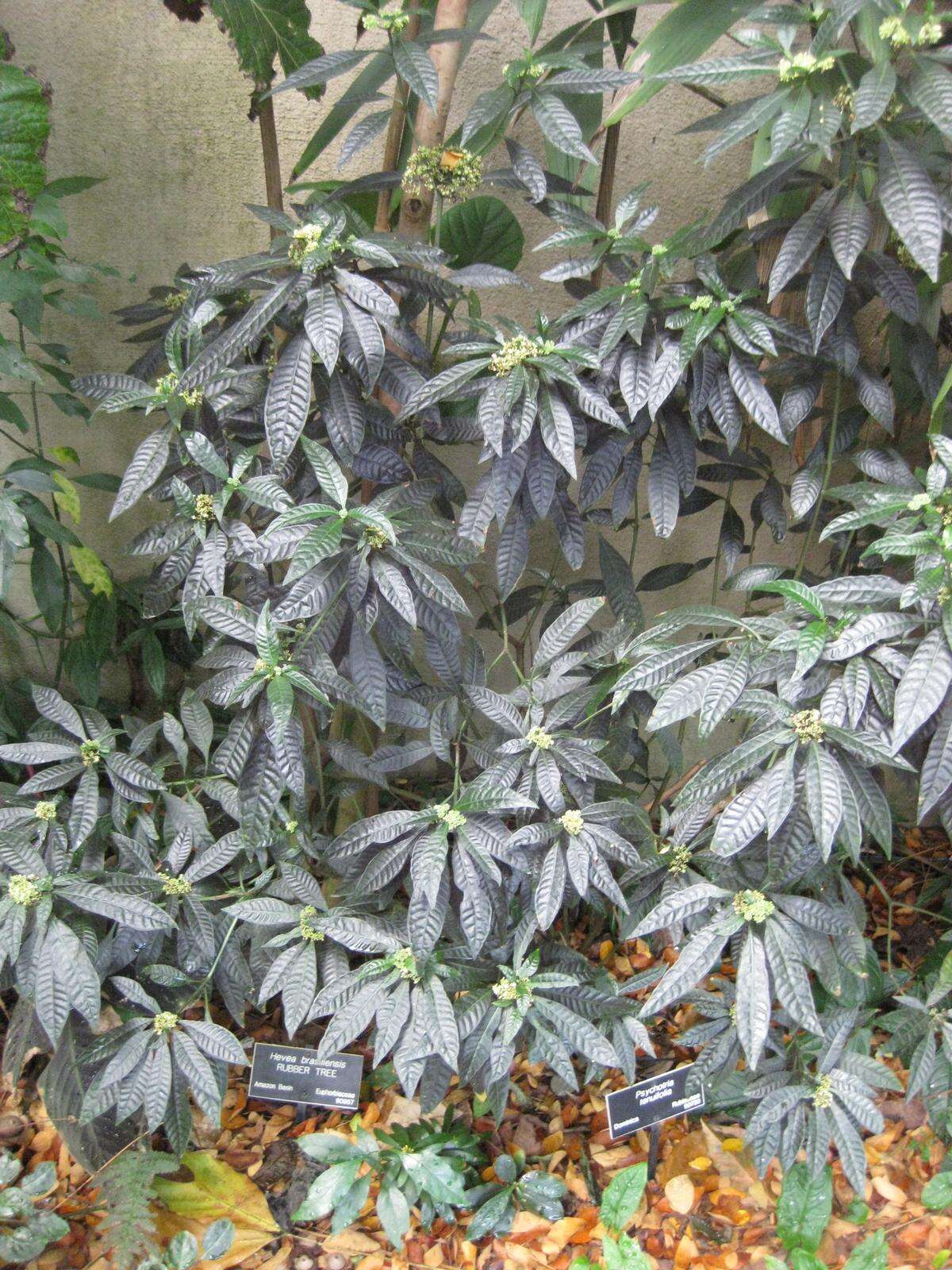 صورة Psychotria tenuifolia Sw.