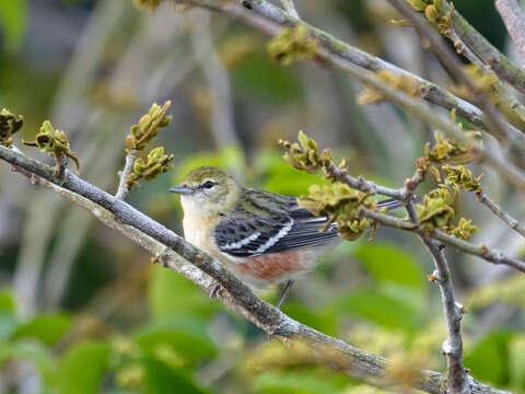 Image of Bay-breasted Warbler