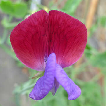 Image of Sweet Pea