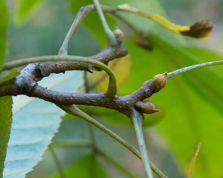 Image of bitternut hickory