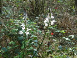 Image of White asphodel