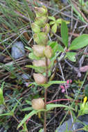 Image of Yellow rattle