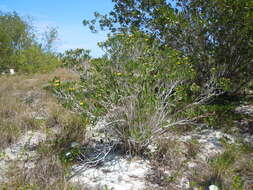 Image of Tree Oxeye