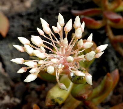 Image de Sedum nussbaumerianum Bitter