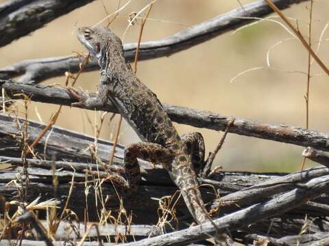 Image of Cope's leopard lizard