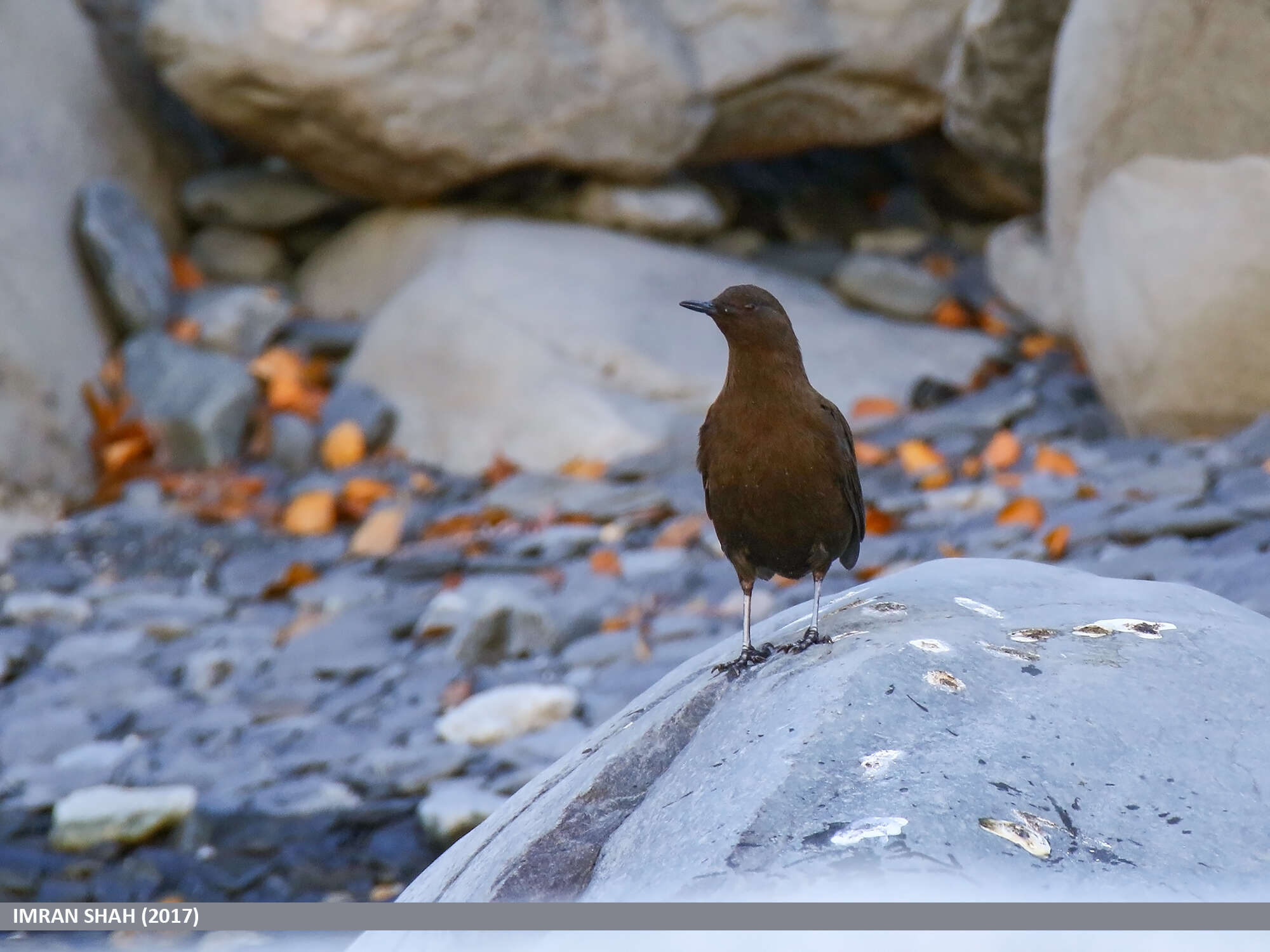 Image of Brown Dipper