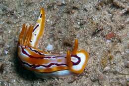 Image of Hypselodoris regina Ev. Marcus & Er. Marcus 1970