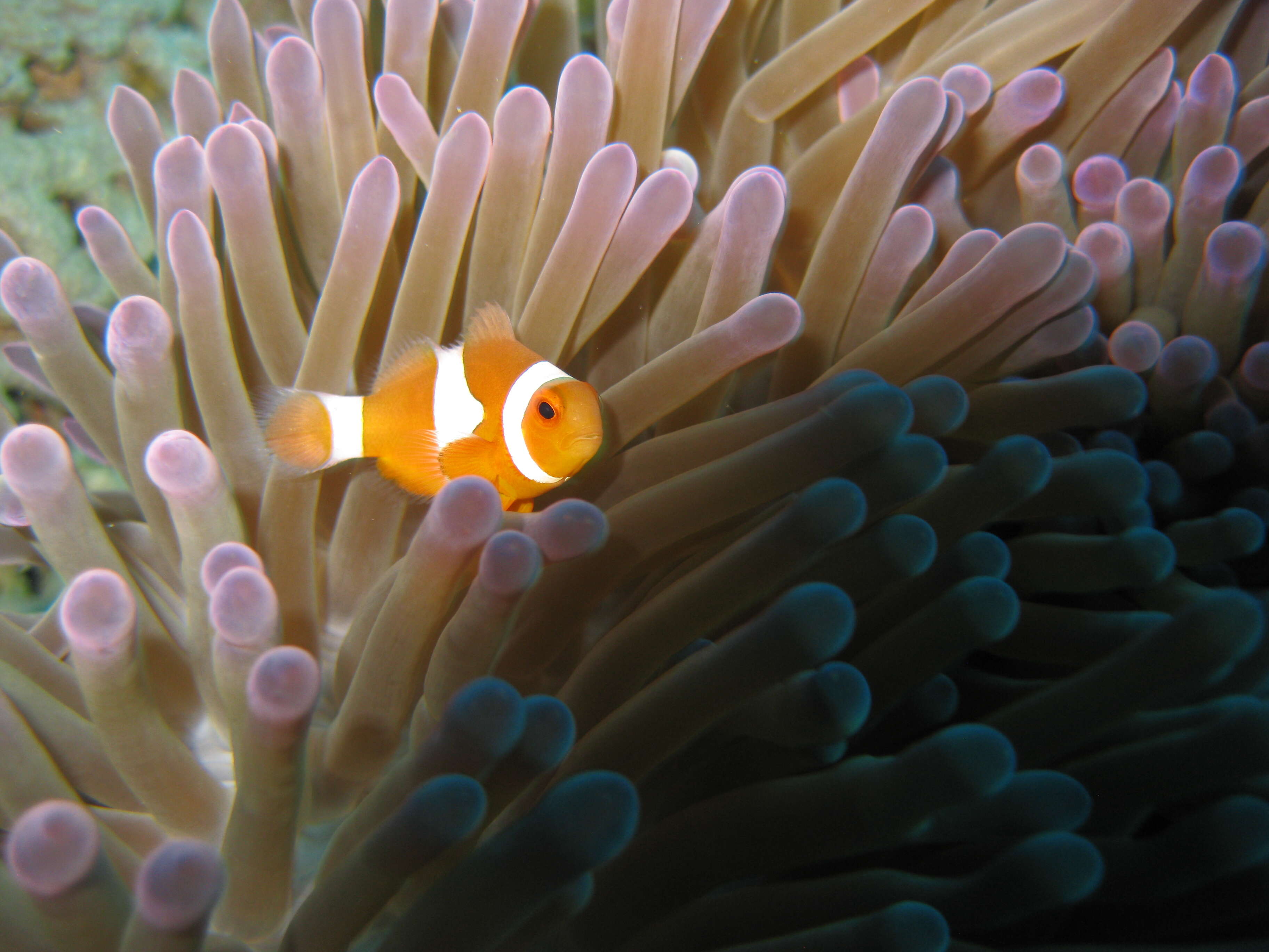 Image of Common clownfish