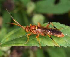 Image of Ichneumon