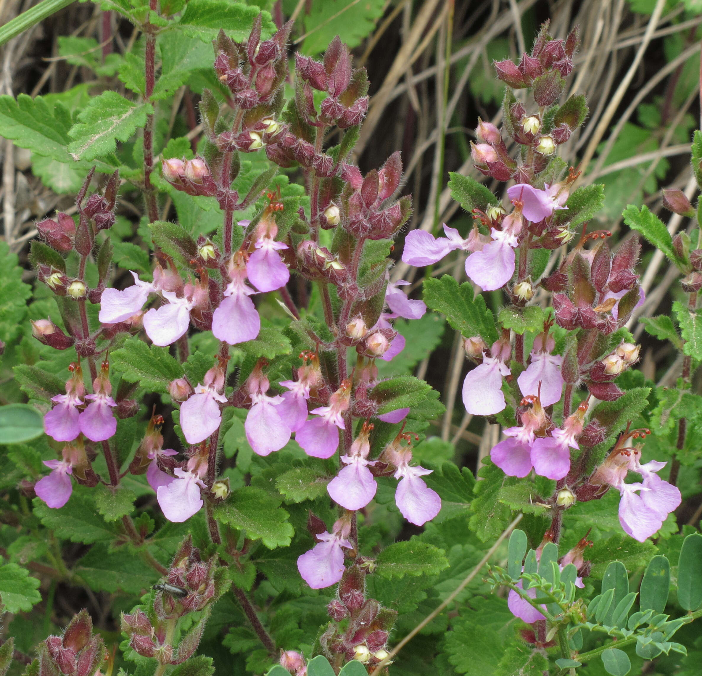 Image de Germandrée petit-chêne