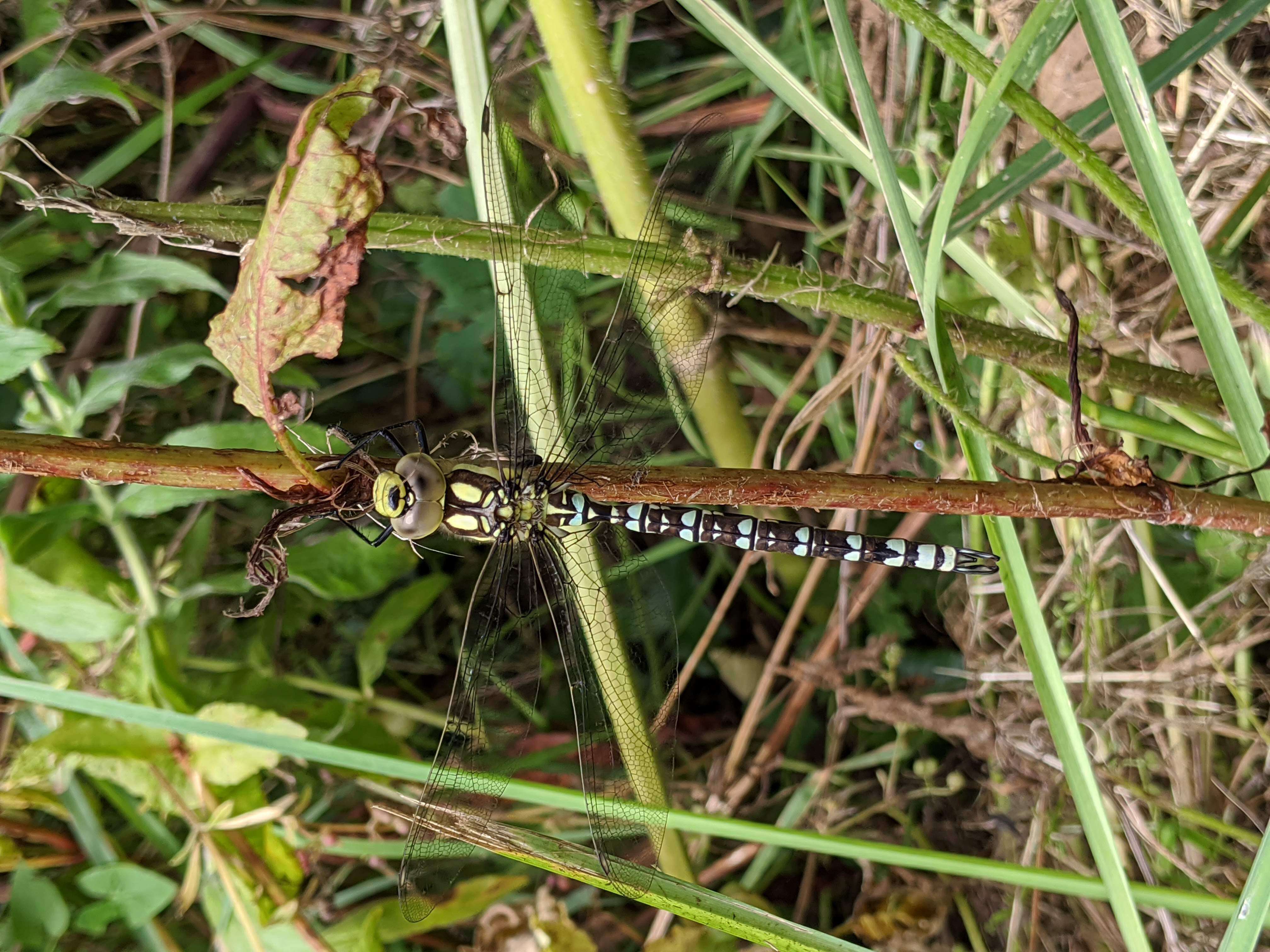 Image of Blue Hawker