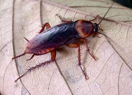 Image of american cockroach, ship cockroach