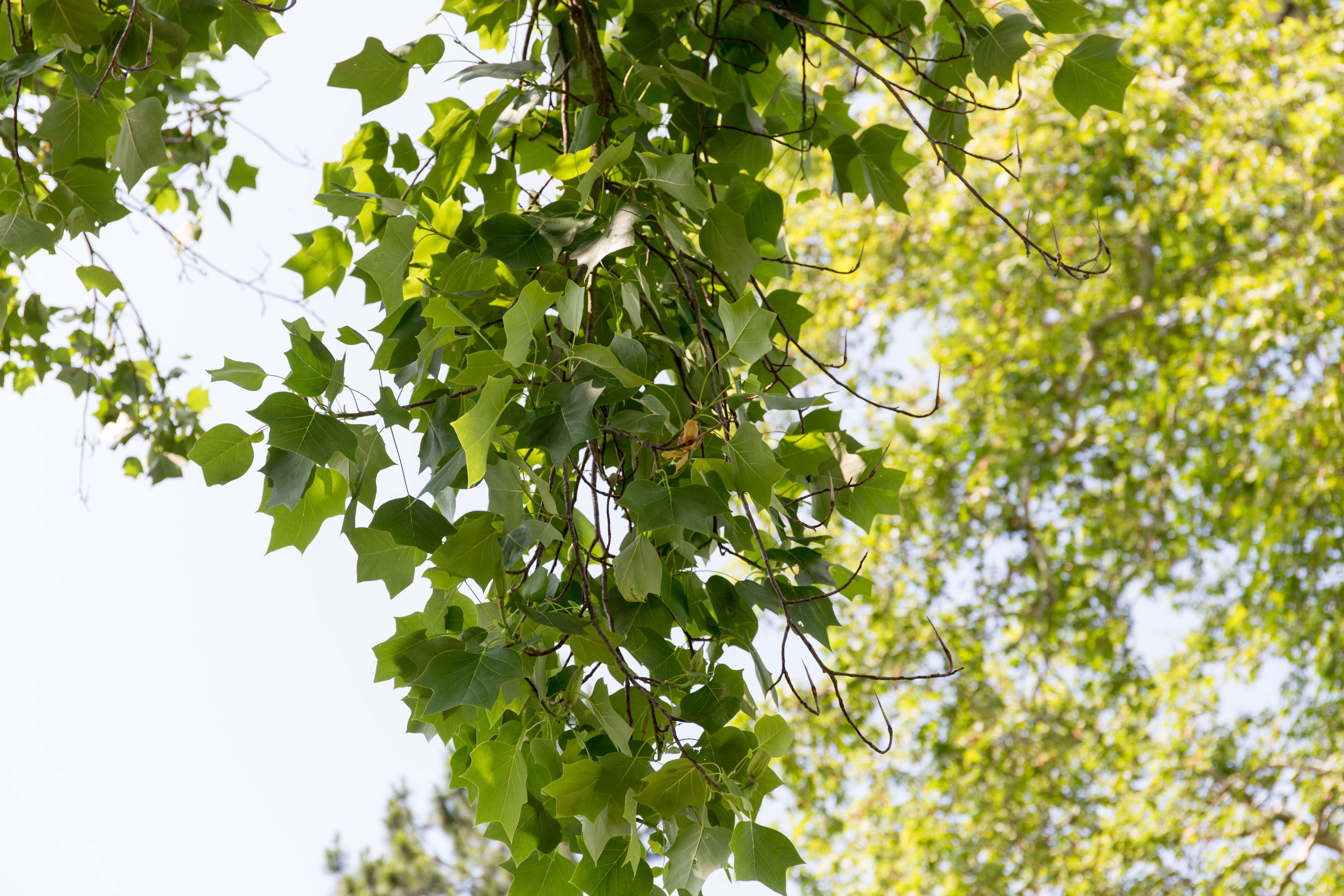 Image of Tulip tree