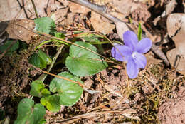 Image of common dog-violet