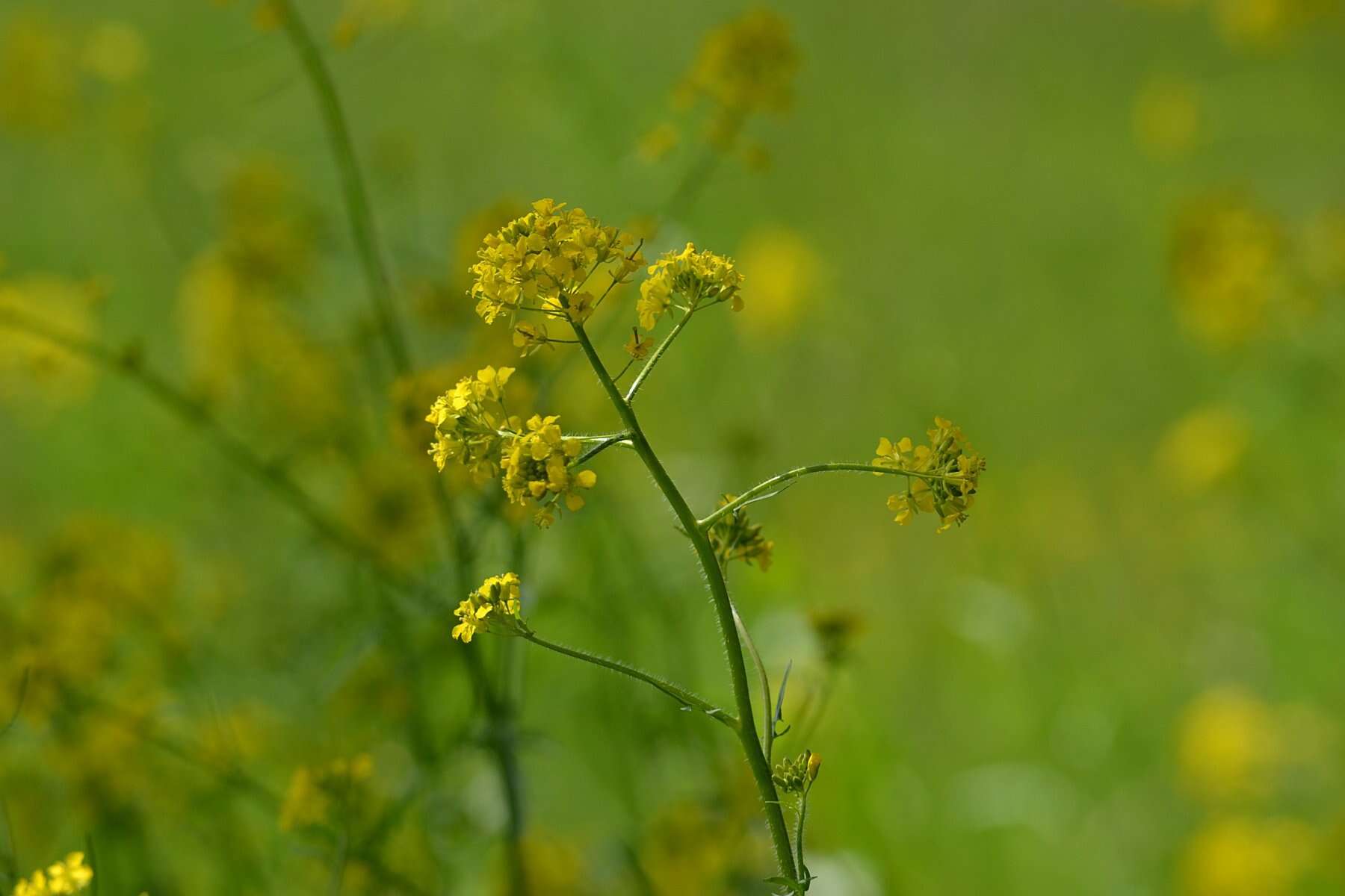 Imagem de Sisymbrium loeselii L.