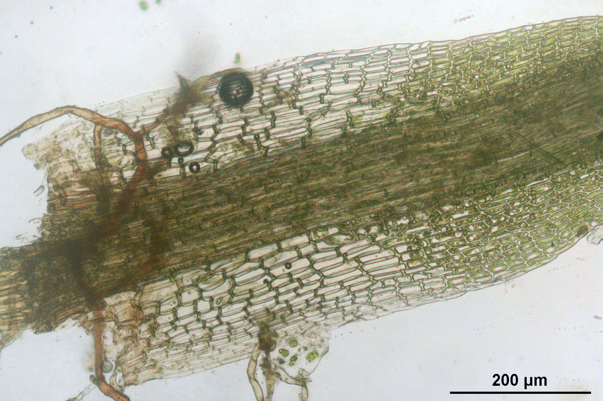 Image of campylopus moss