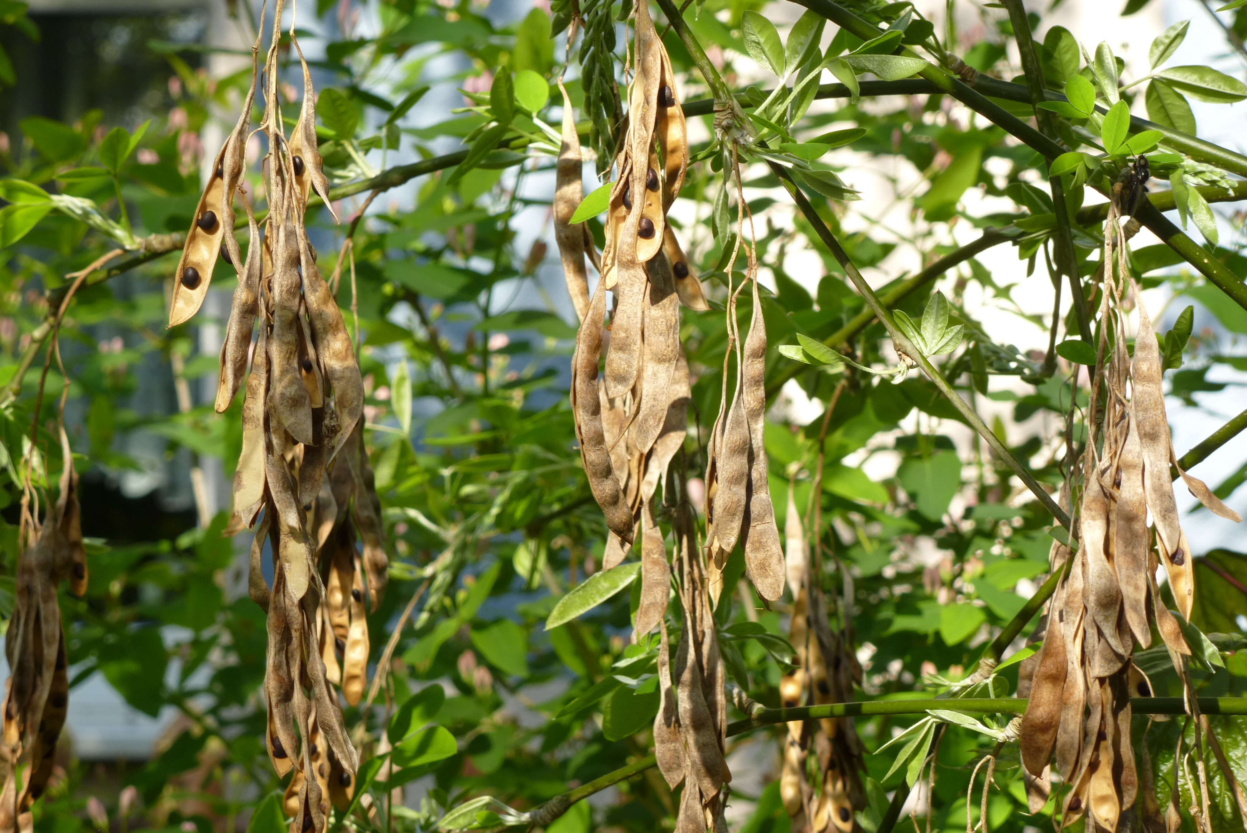 Image of Common Laburnum