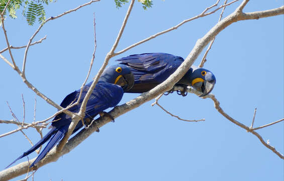 Image of Hyacinth Macaw