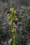 Image of Dark bee orchid