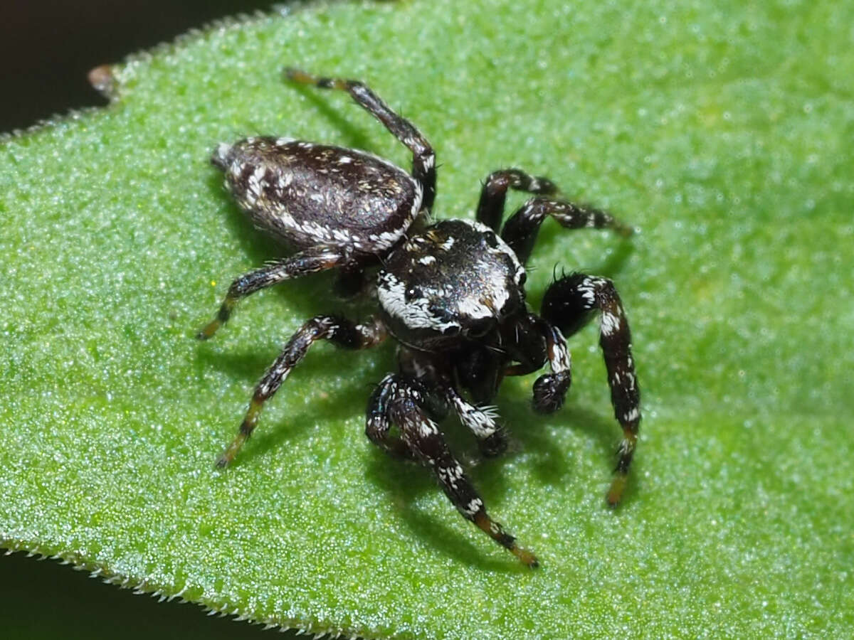 Image of Peppered Jumper