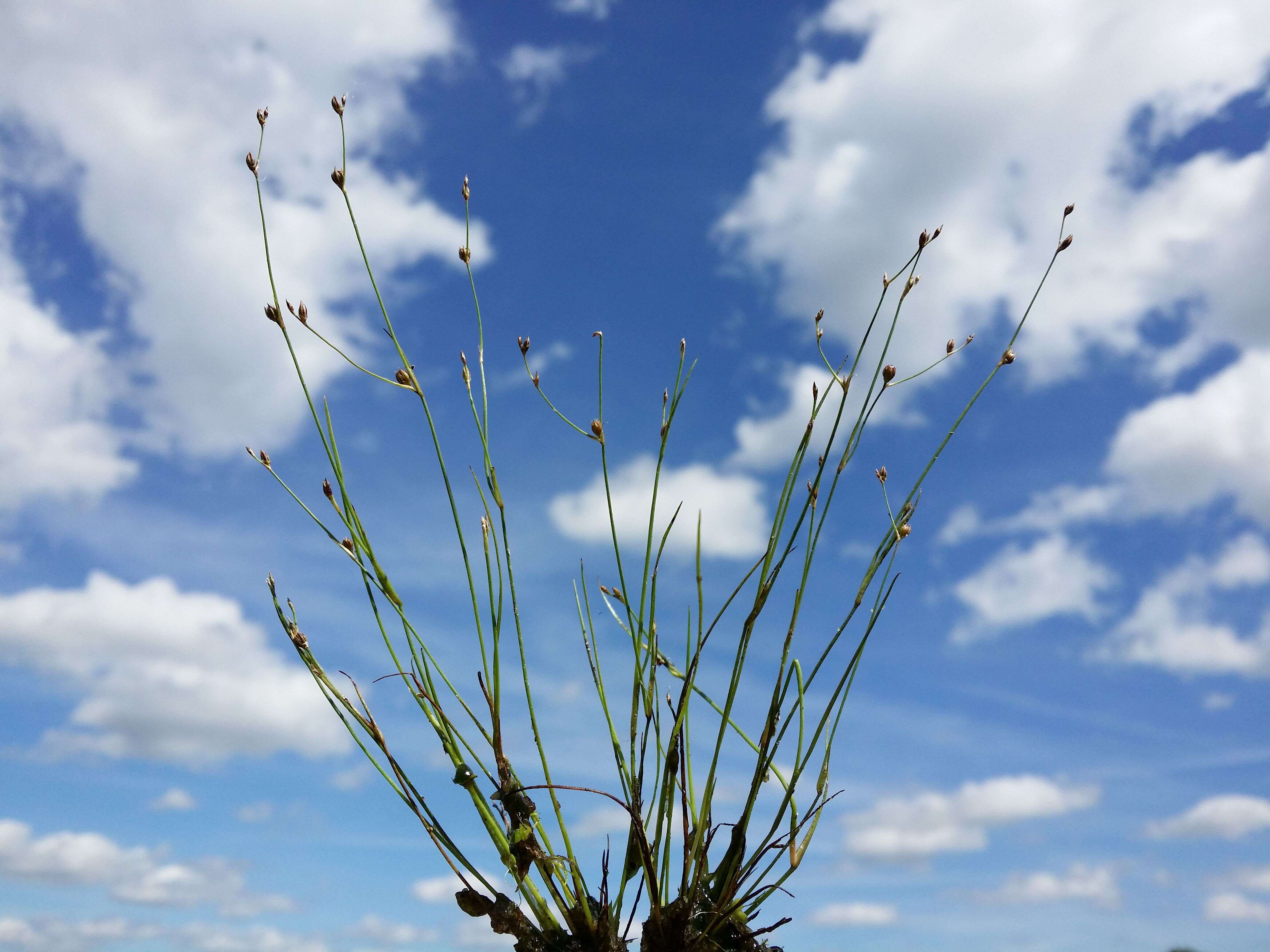 Image of sand rush