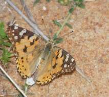 Image of Vanessa cardui