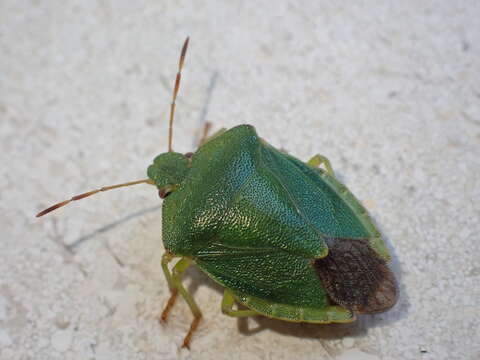 Image of Green shield bug