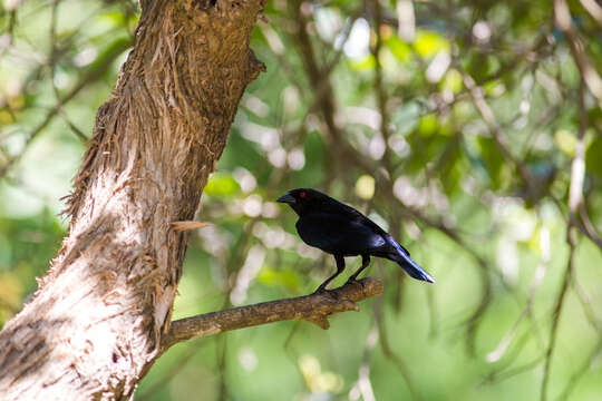 Image of Bronzed Cowbird