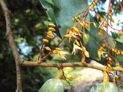 Image of Hopea ponga (Dennst.) D. J. Mabberley