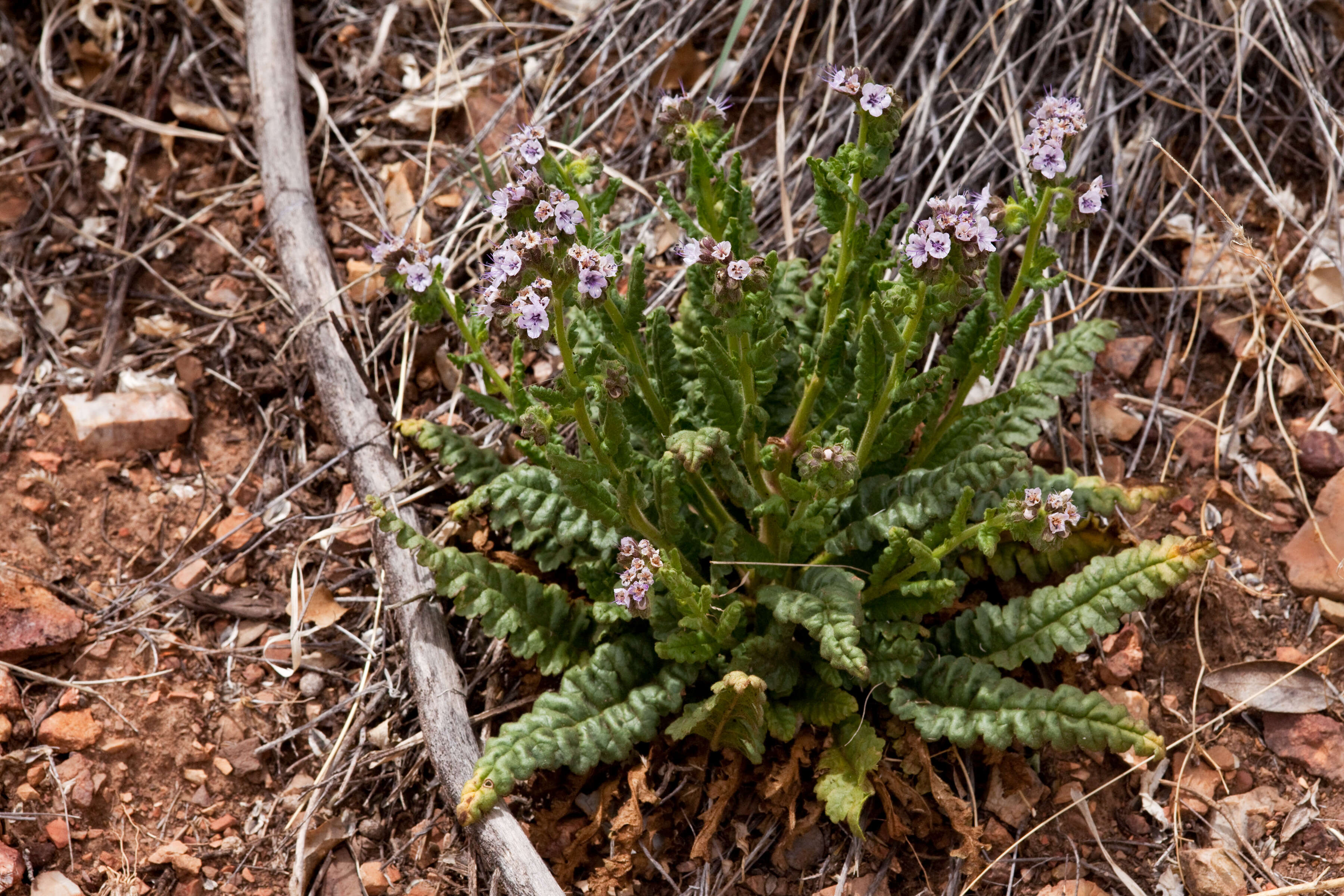 Image of scorpionweed