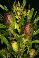 Imagem de Leucadendron salicifolium (Salisb.) I. Williams