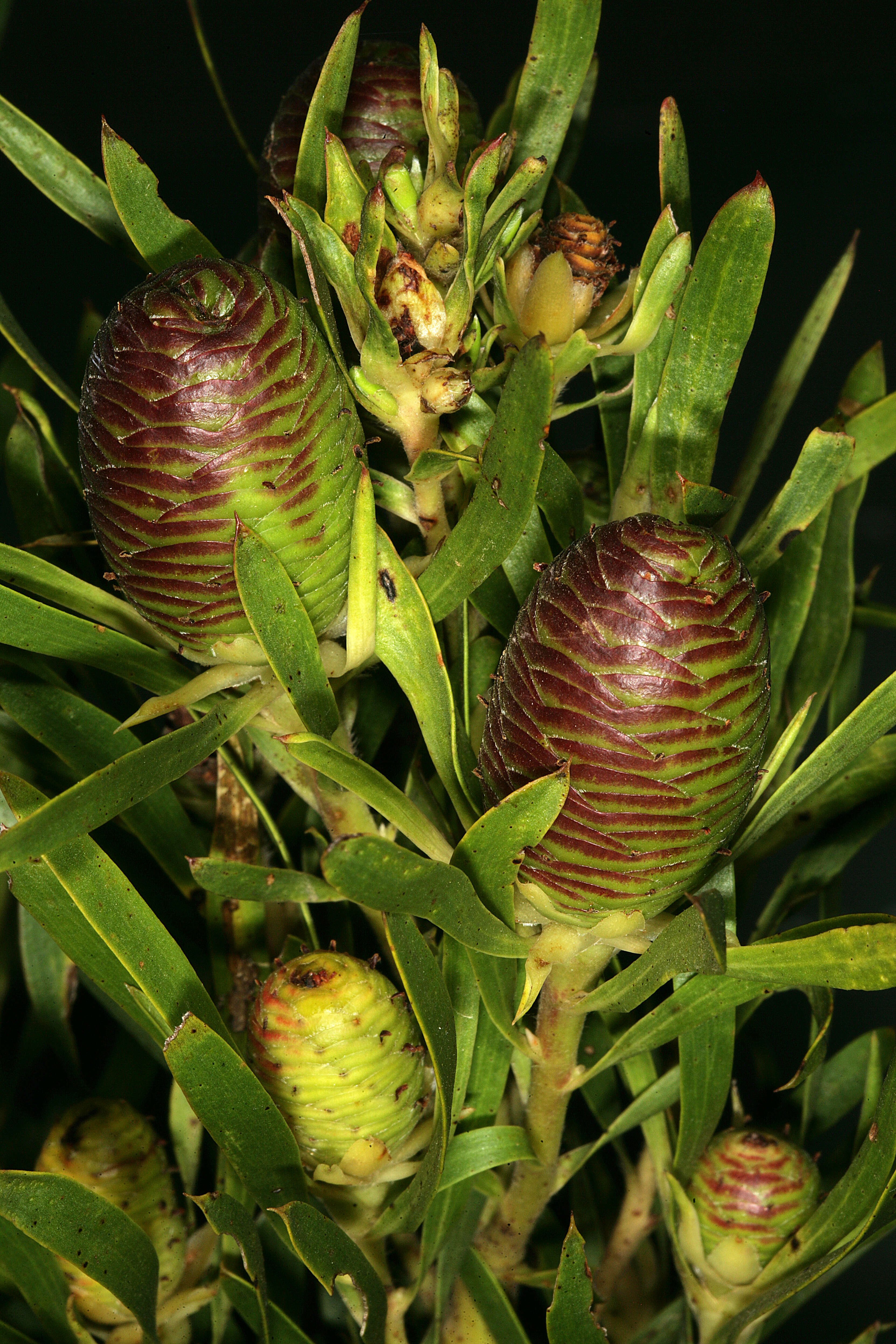 Plancia ëd Leucadendron salicifolium (Salisb.) I. Williams