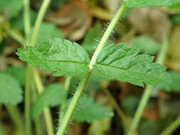 Image of Erodium manescavi