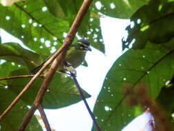 Image of Yellow-browed Shrike-Vireo