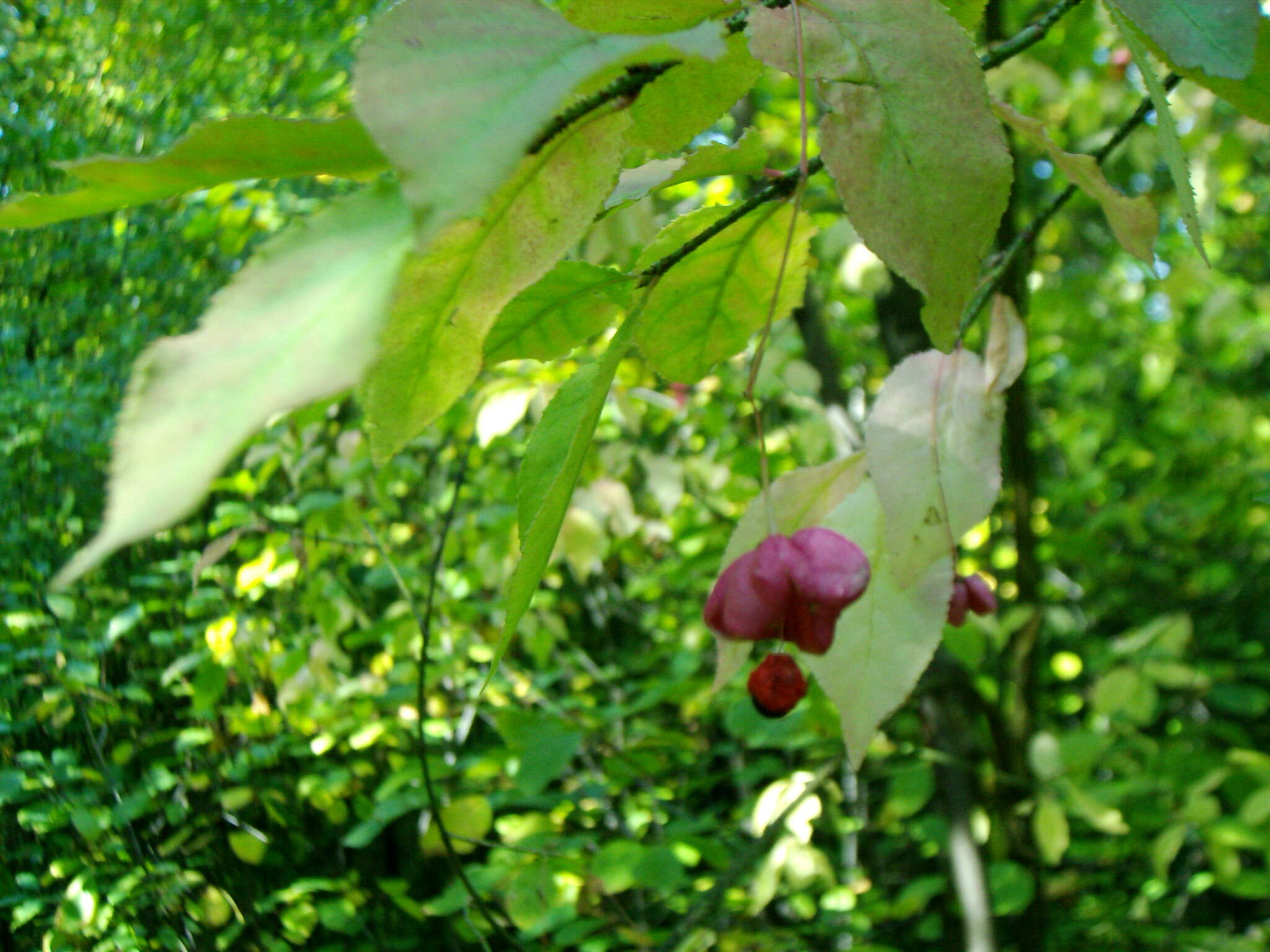 Image of Euonymus verrucosus Scop.