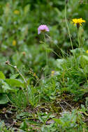 Image of Alpine Thrift