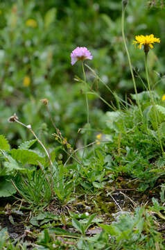 Image of Armeria alpina Willd.