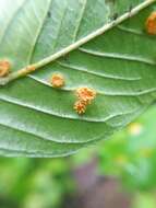 Image of Crown rust of oats